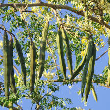 Moringa Oleifera Plant