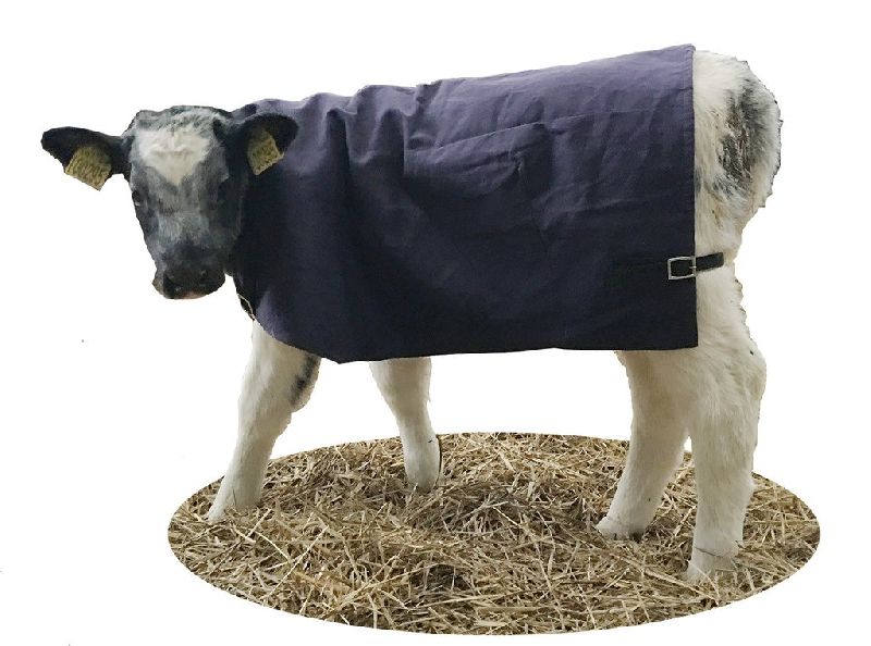 Calf Blankets