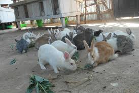 Rabbit Farming Training