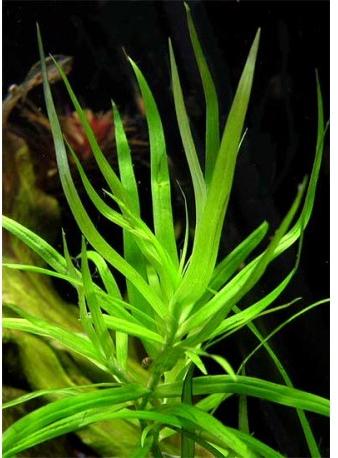 Heteranthera Zosterifolia star grass