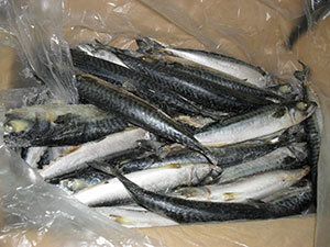Frozen Atlantic Mackerel Fish