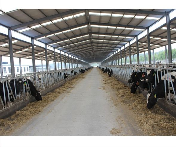 Prefab Dairy Farm Shed Manufacturer in Jhansi Uttar ...