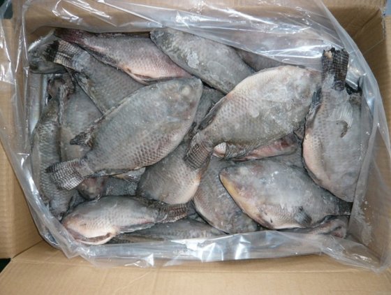 Frozen Tilapia Fishes