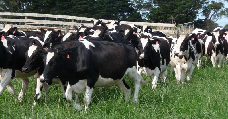 Live Friesian Holstein Cow