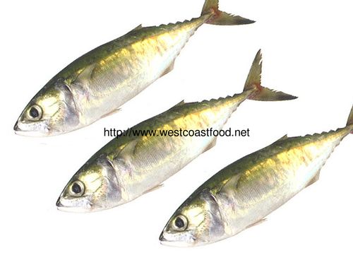 Fresh Indian Mackerel Fish, Feature : Frozen