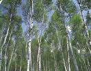 Birch Essential Oil