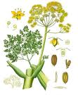 Galbanum Essential Oil, for Personal Care, Purity : 99.9%
