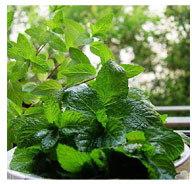 Mentha Oil Shivalik