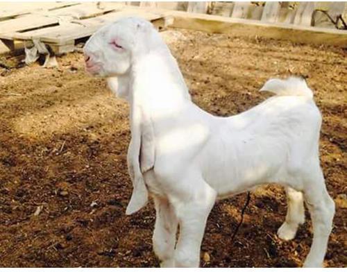 Hyderabadi Goat