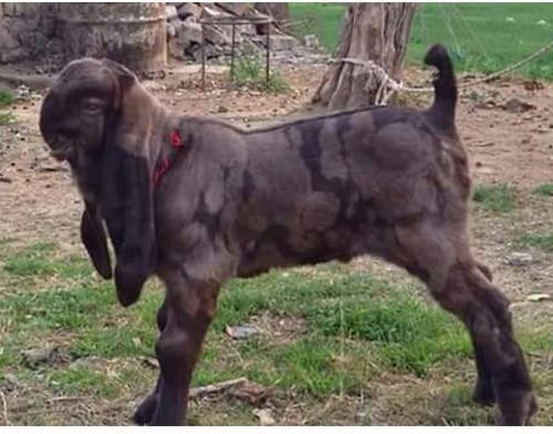 Totapari Goat