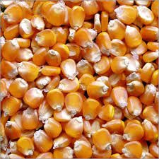 yellow maize seeds