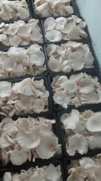  fresh oyster mushroom, Color : White