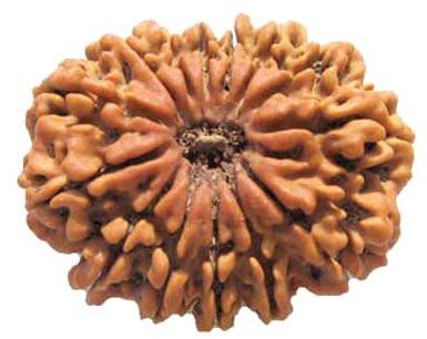 14 Mukhi Rudraksha, Size : 26mm / 27 mm