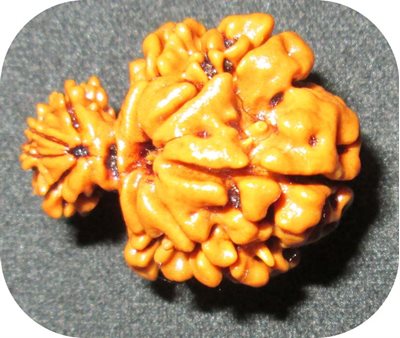 Garbh Gauri Rudraksha