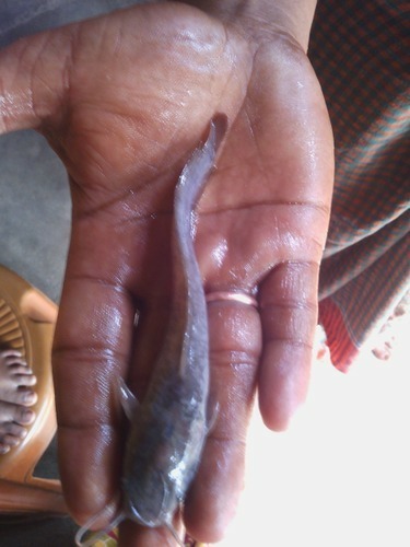 Big Cat Fish Seed