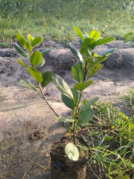 Long Island Ficus Plant