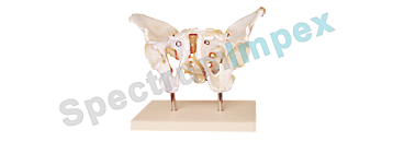 Adult Male Pelvis with Stand Model