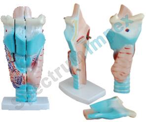 Human Larynx Model