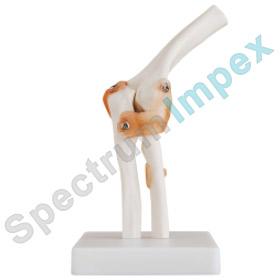 Life-size Elbow Joint Model