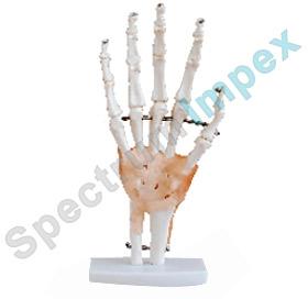 Hand Joint with Ligaments Model