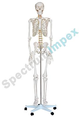 Life Size Skeleton Model