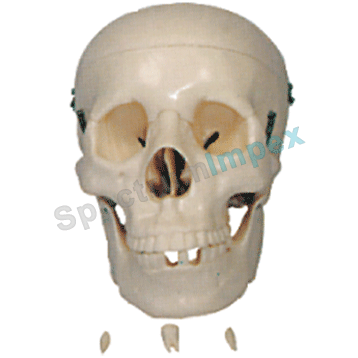 Life Size Skull Model