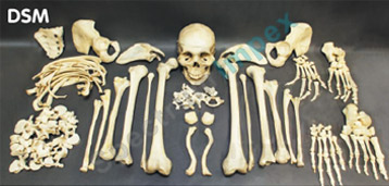 Original Human Disarticulated Skeleton