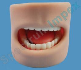 Oral Cavity Model