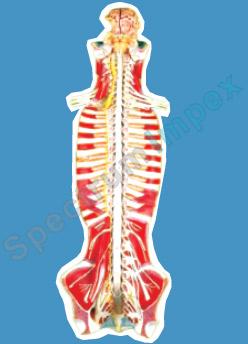 SPINAL CANAL model