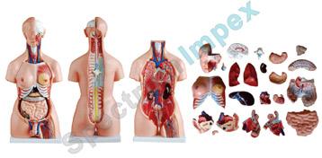 Unisex Torso female organs model