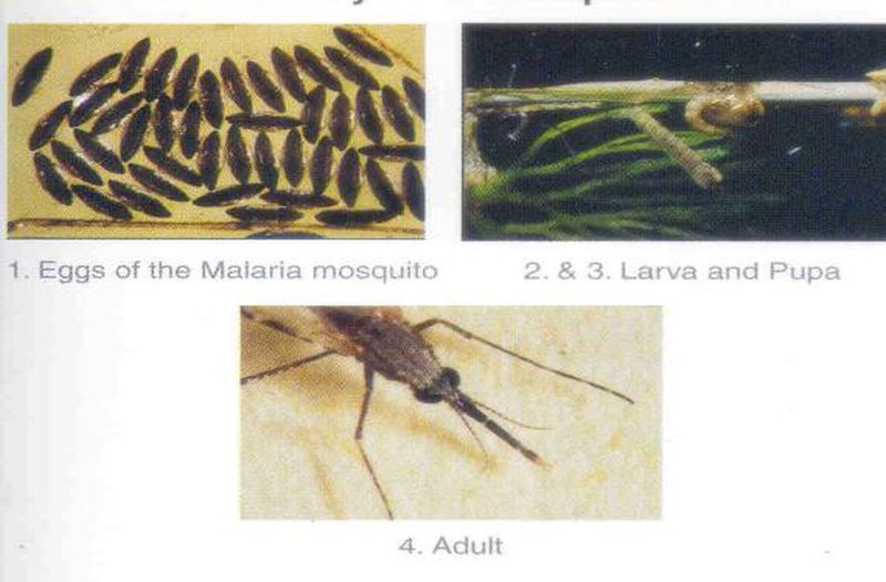 Mosquito Management & Control Services