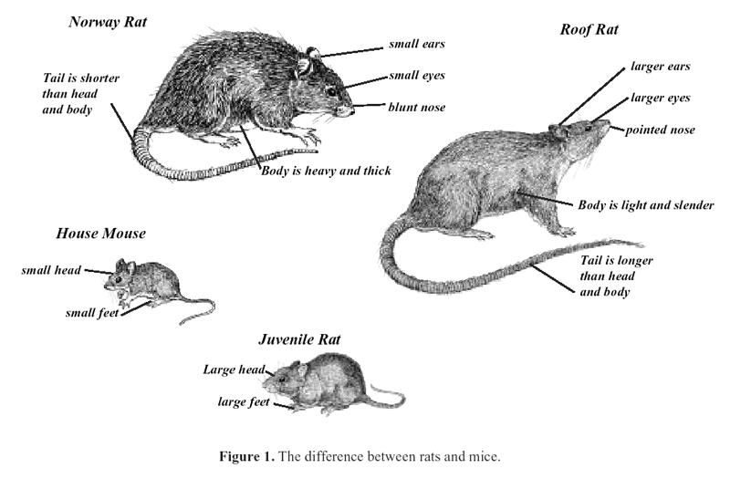 Rodent Control Treatment Services
