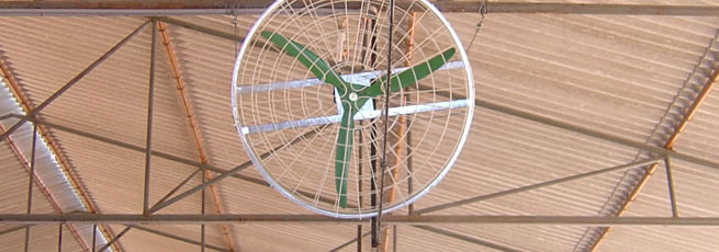 Air Circulating Fans