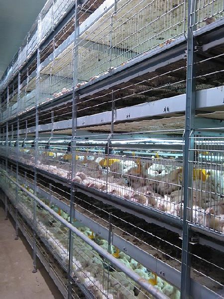 G E Broiler Battery Cage