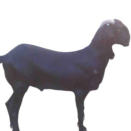 black bengal goat