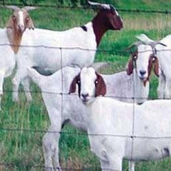 Goat Farming Consultancy Services