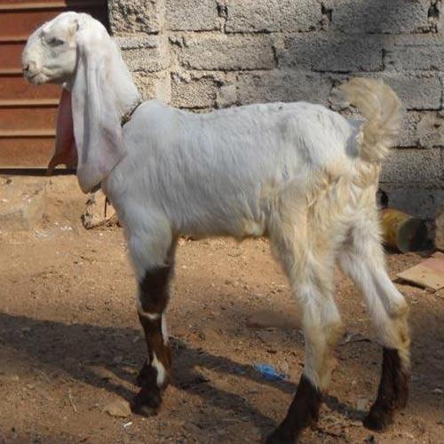 Jamunapari Goat by Savaji Goat Farm, Jamunapari Goat, from Ahmednagar ...