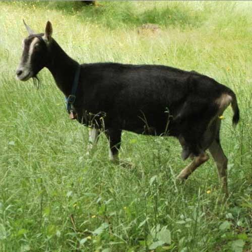 Totapari Goat