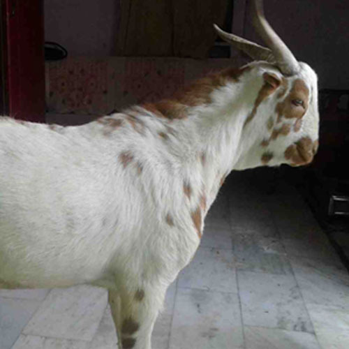Zaqrana Goat