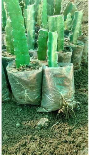 Well Watered Dragon Fruit Plant