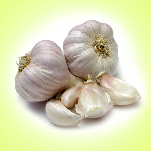 Fresh garlic