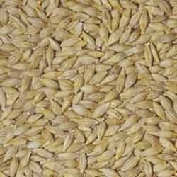 barley seeds