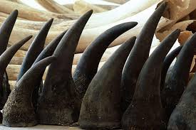 Rhinoceros Horns