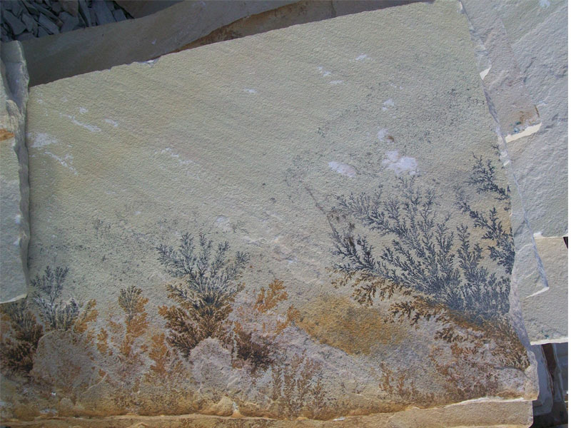 Mint Fossil Sandstone Slab