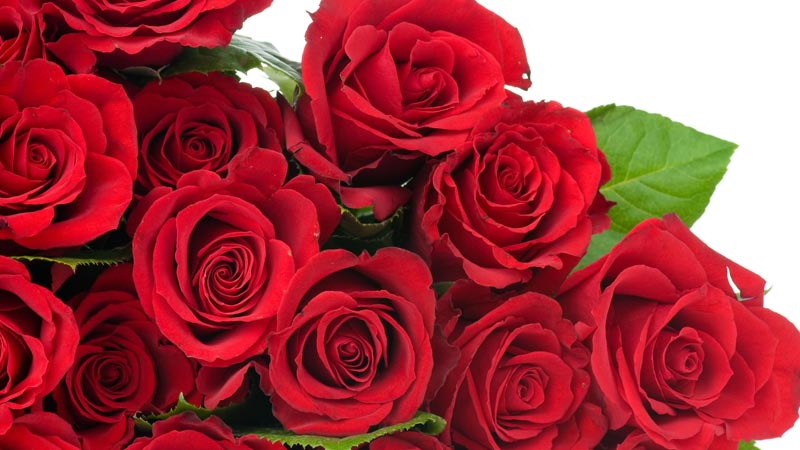 Fresh Red Rose Flowers