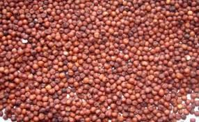 Finger Millet Seeds