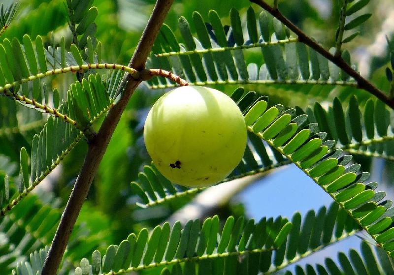 Fresh Gooseberry (Nellikai)