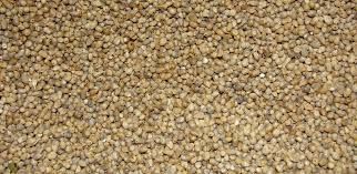 Pearl Millet Seeds