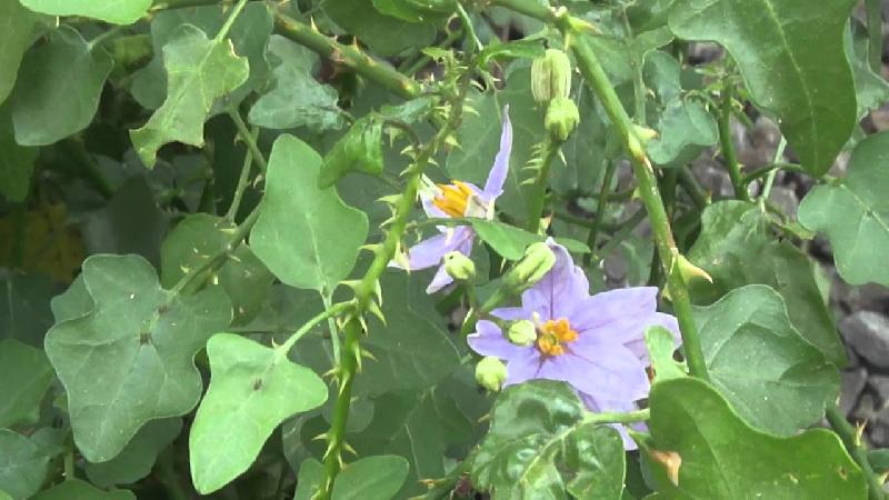 Solanum Trilobatum Plant