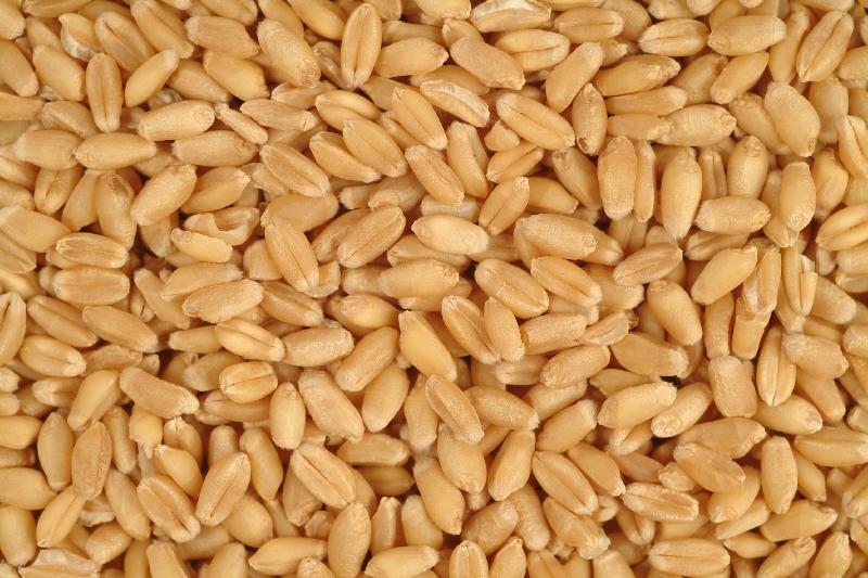 Wheat Seeds